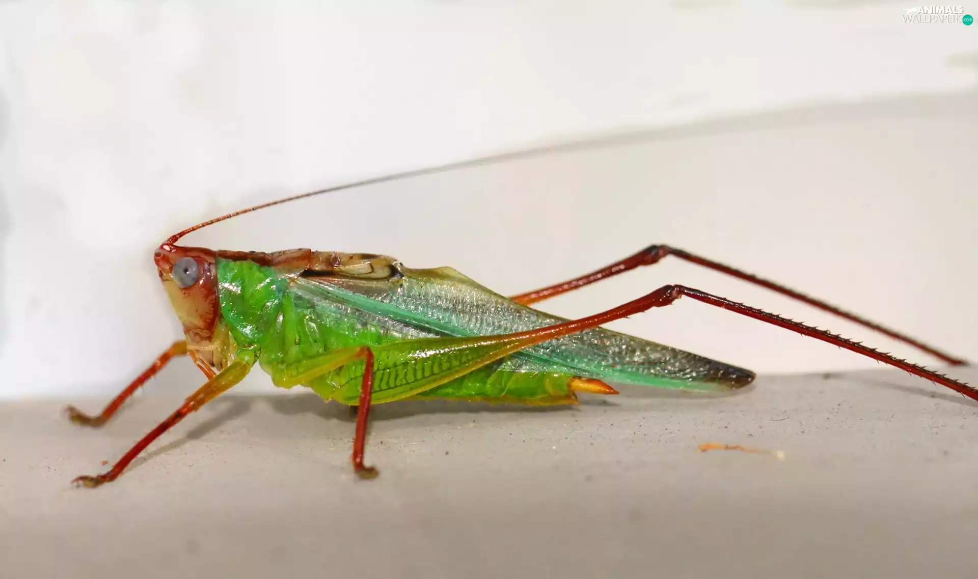 grasshopper
