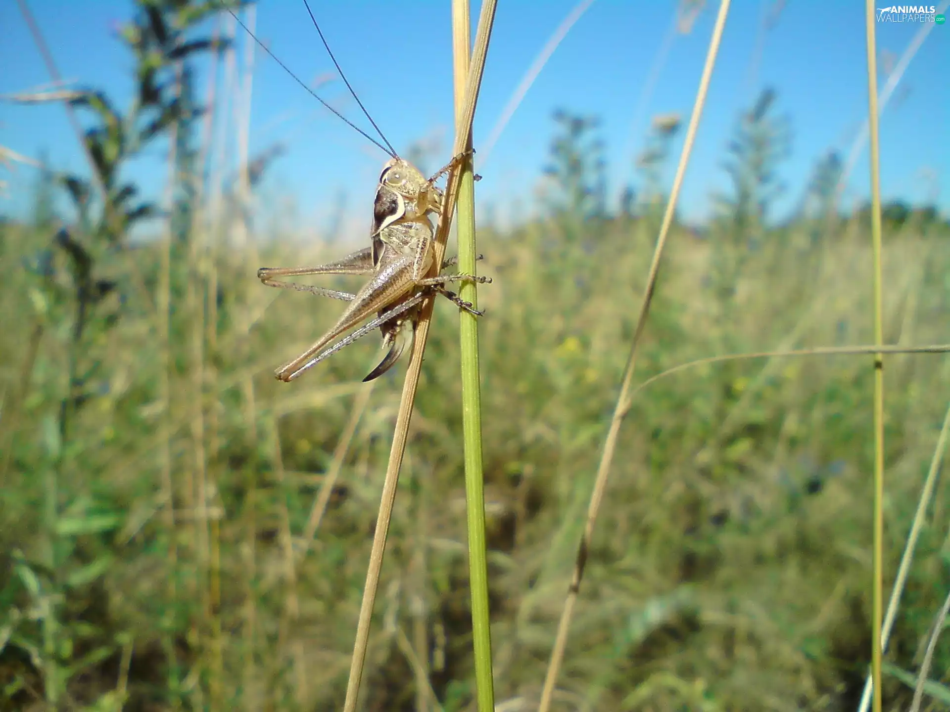 grasshopper