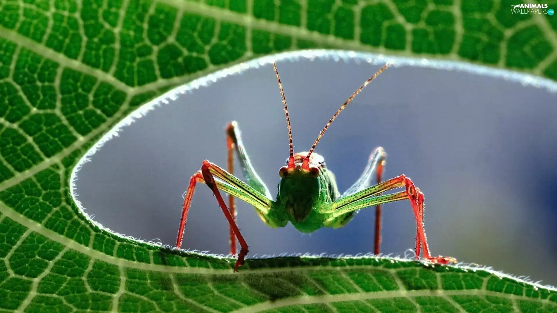 Insect, Red, legs, grasshopper