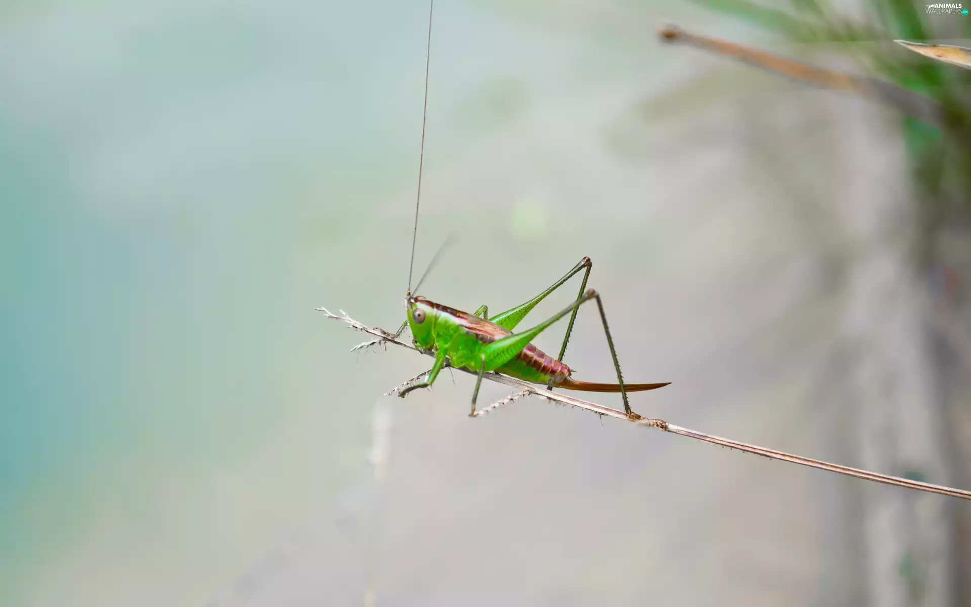grasshopper, stalk