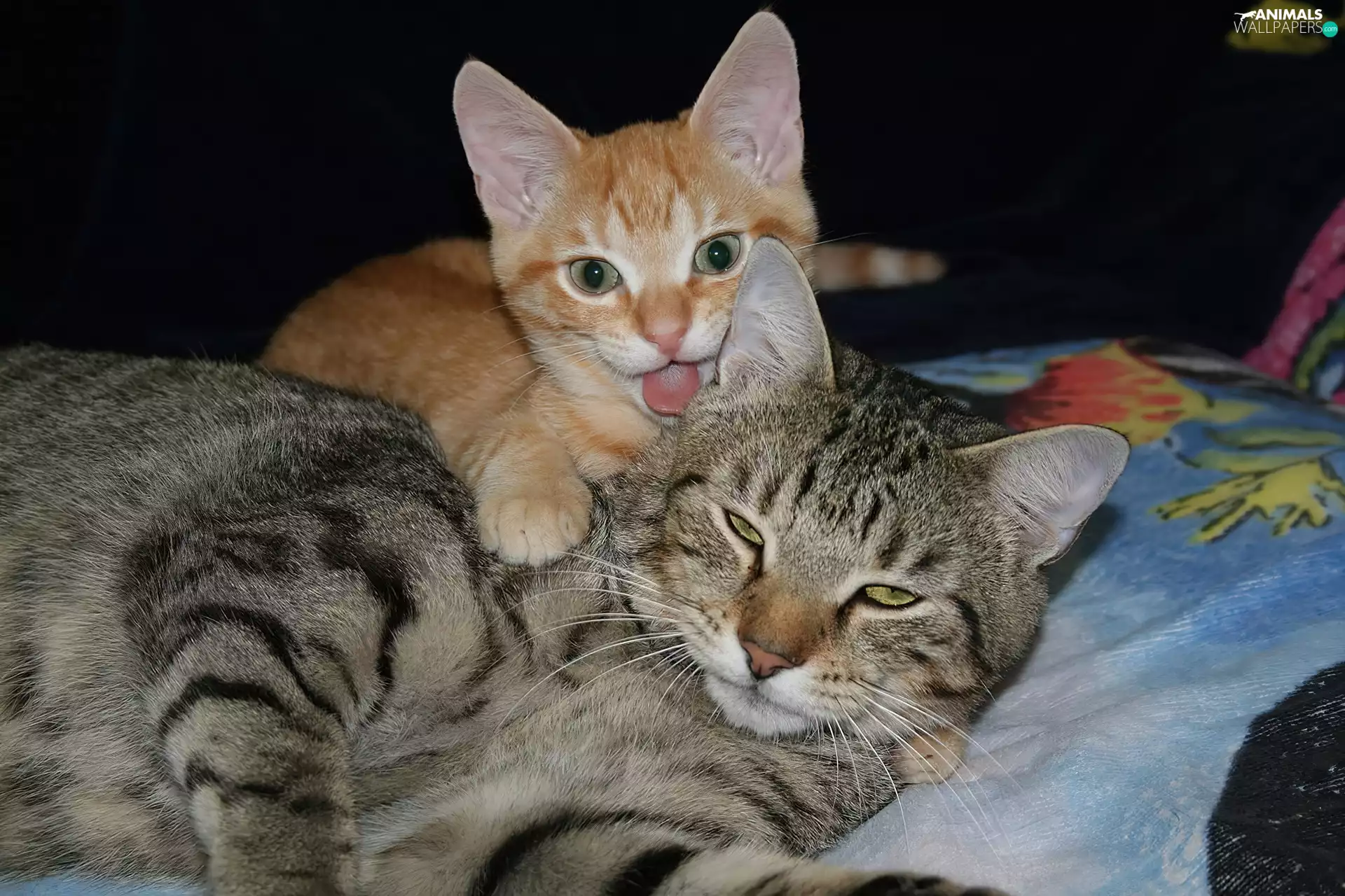 ginger, Tounge, puss, Gray, Two cars