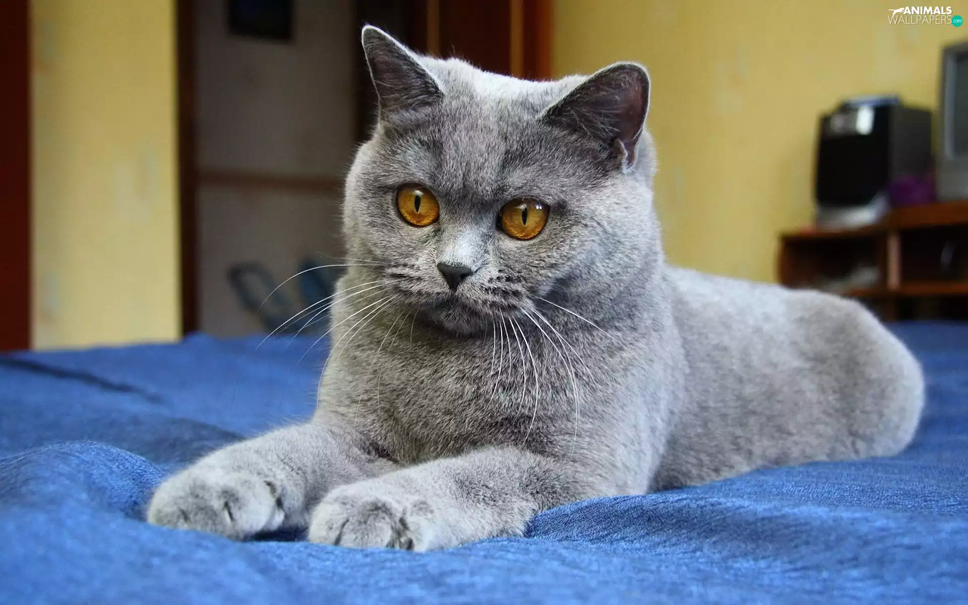 Gray, British Cat