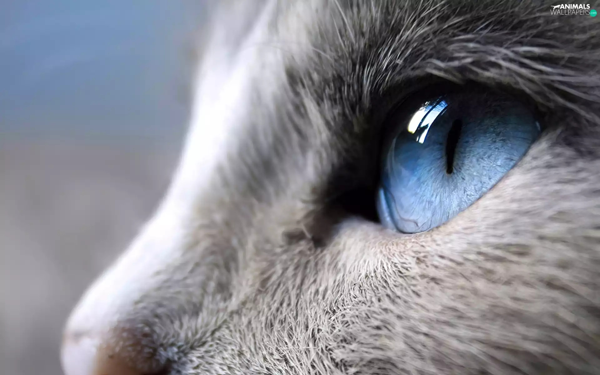 cat, blue, eye, Gray