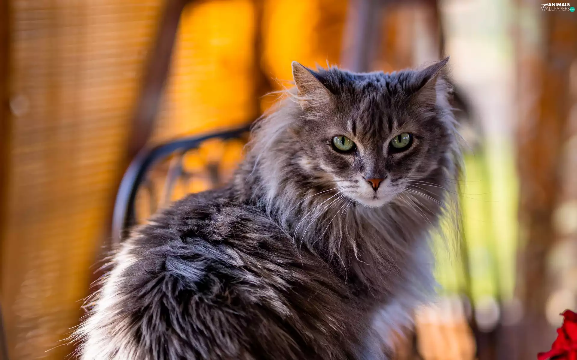 cat, fluffy, Longhaired, Gray