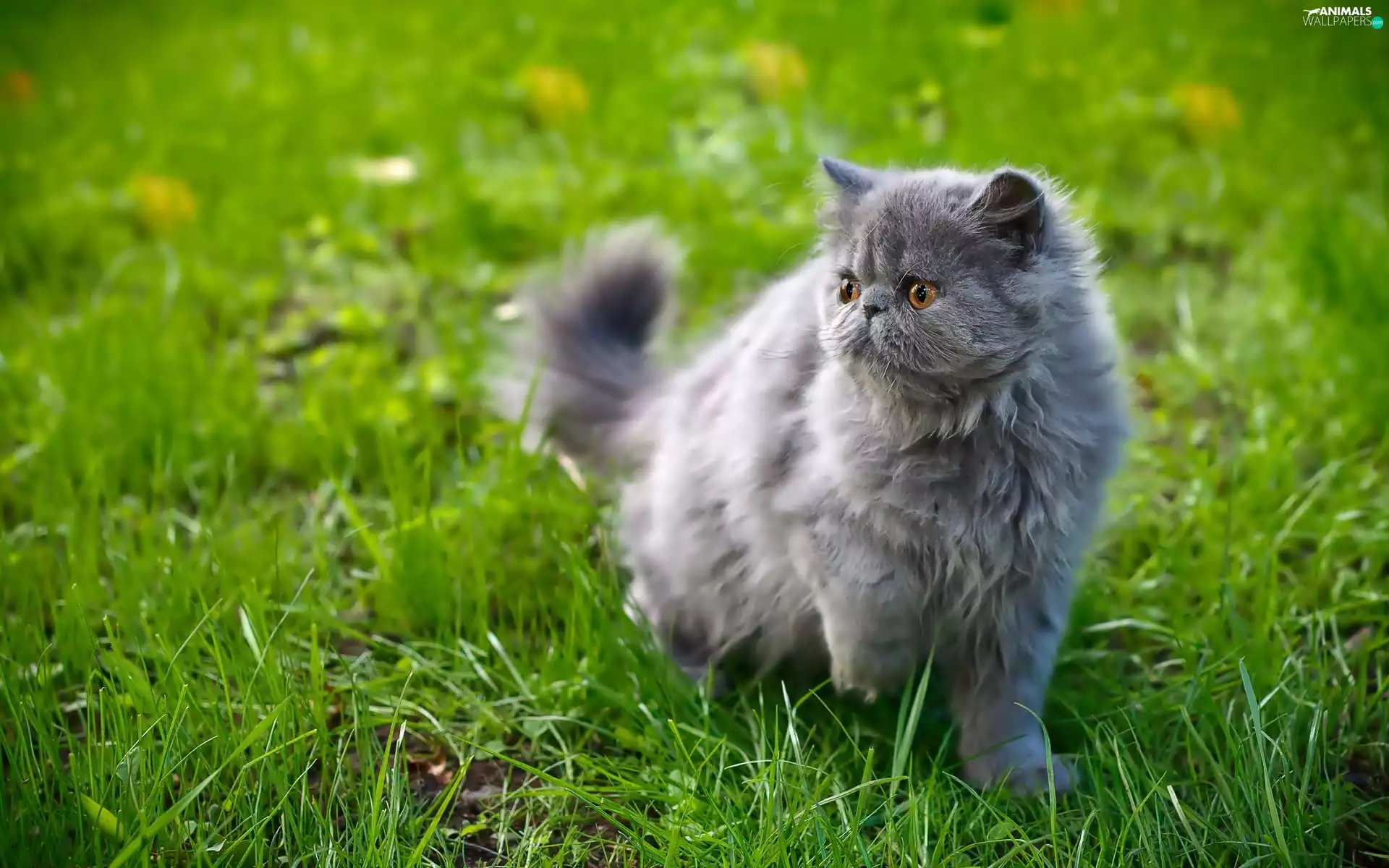 Gray, Persian Cat