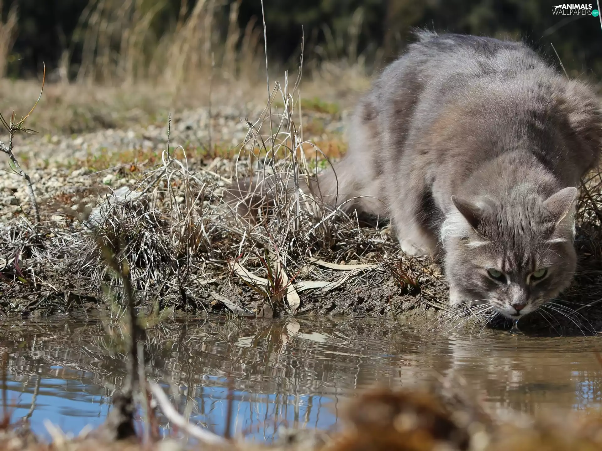 Gray, Siberian Cat