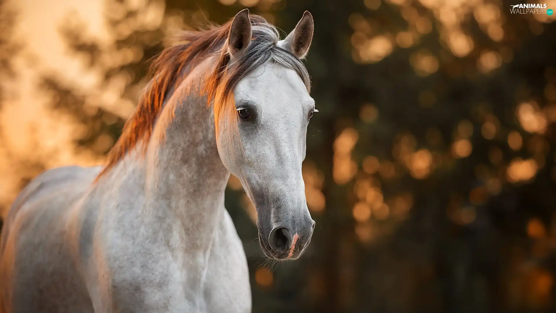 gray, Horse