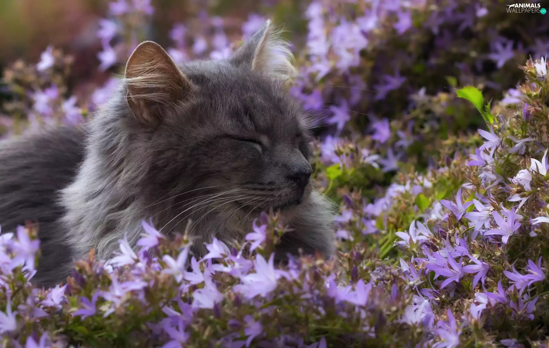 kitten, Flowers, ringtones, Gray