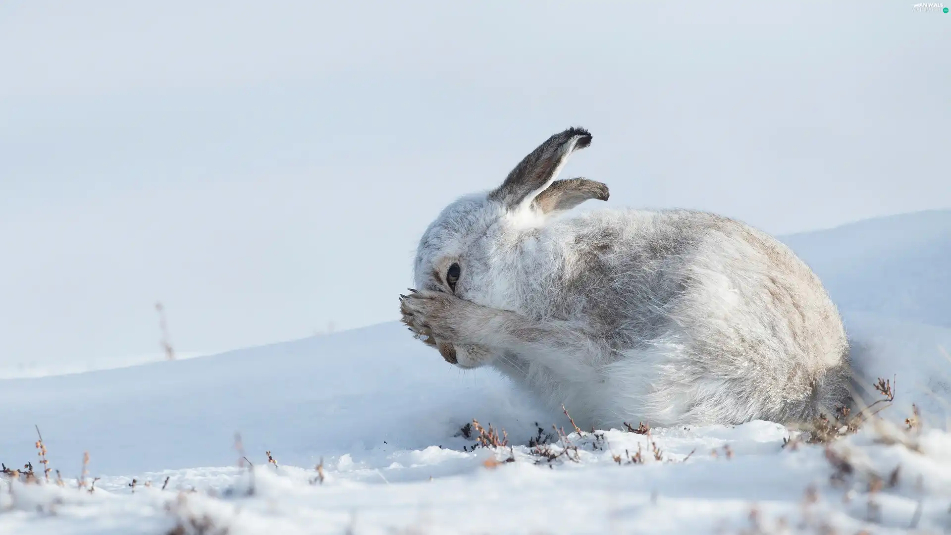 snow, white and gray, Wild Rabbit