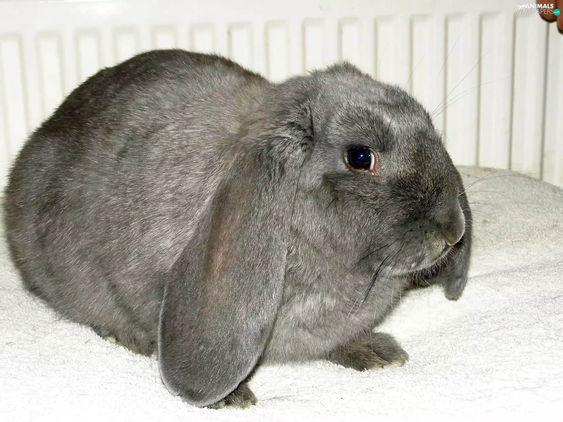 Gray, Rabbit