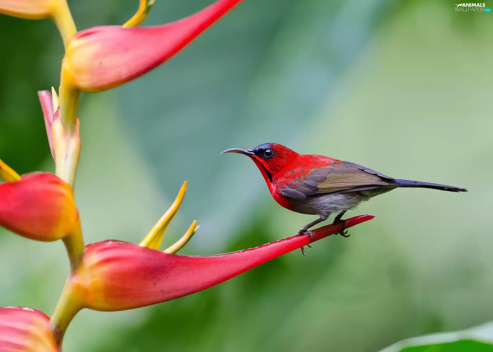 exotic, Colourfull Flowers, Gray, birdies, red