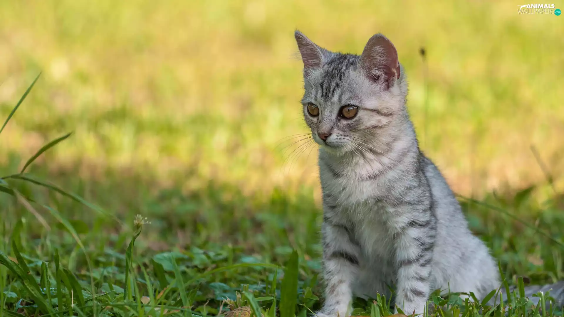 small, cat, grass, Gray