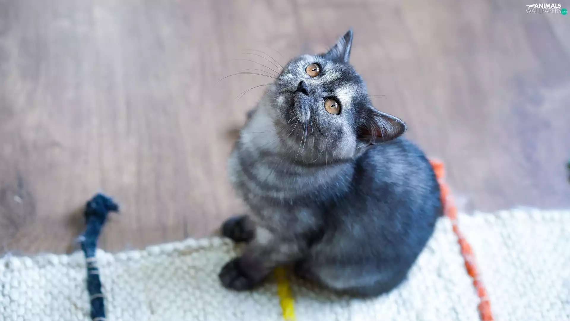 The raised, muzzle, Gray, kitten, small