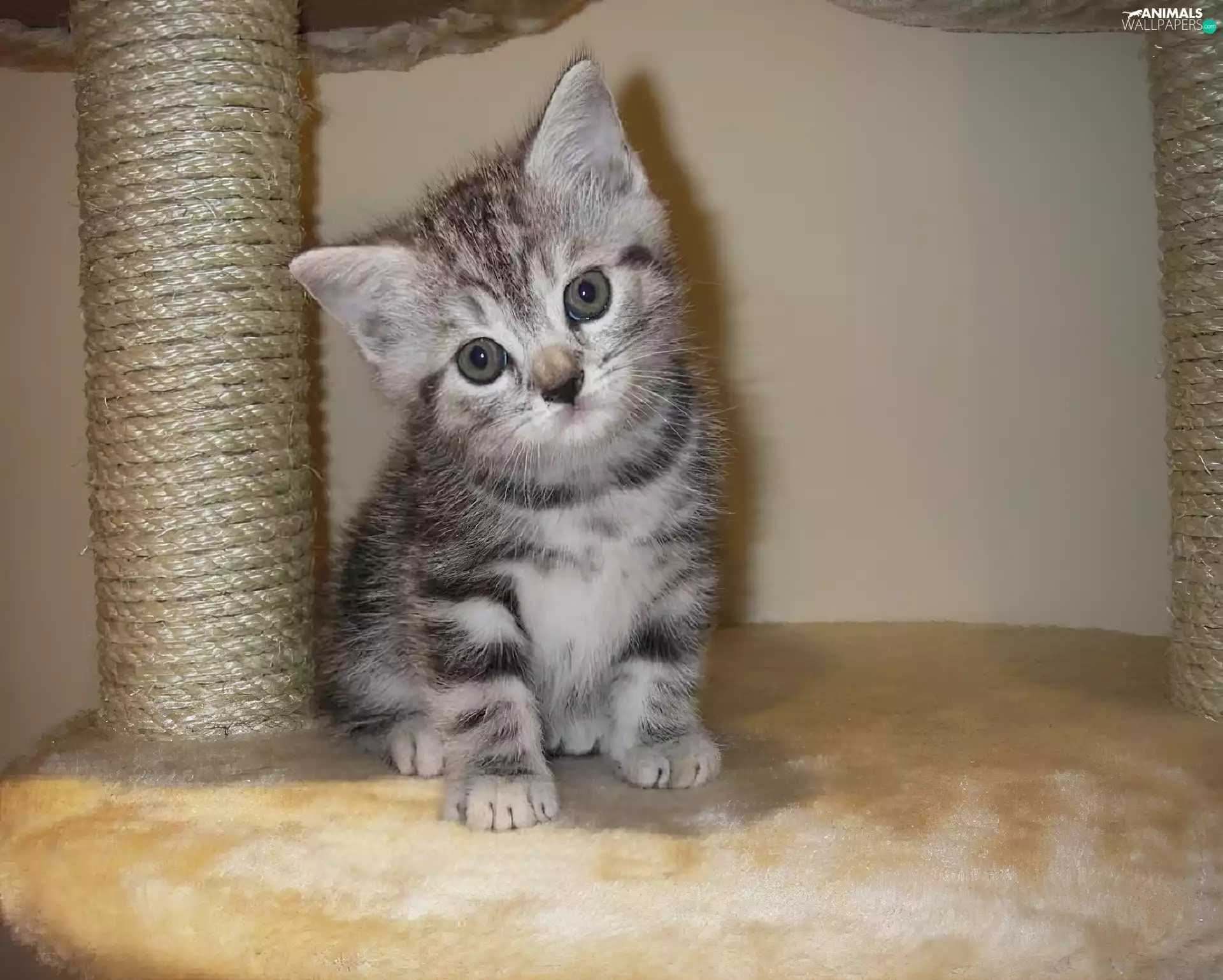 small, kitten, Scratching, Gray
