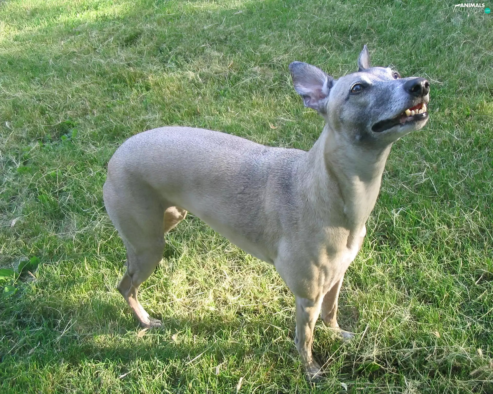 Gray, Whippet