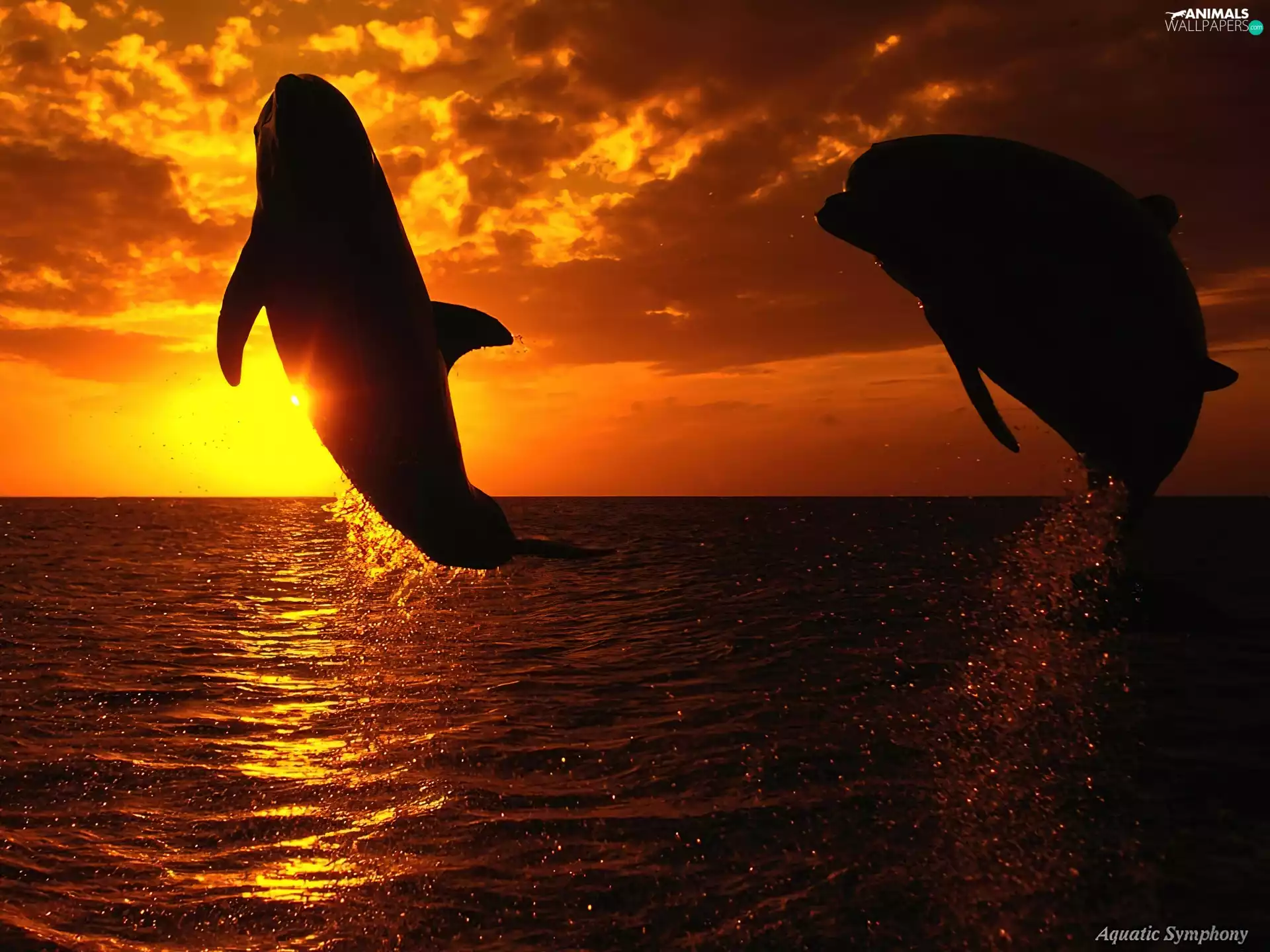 Great Sunsets, dolphins