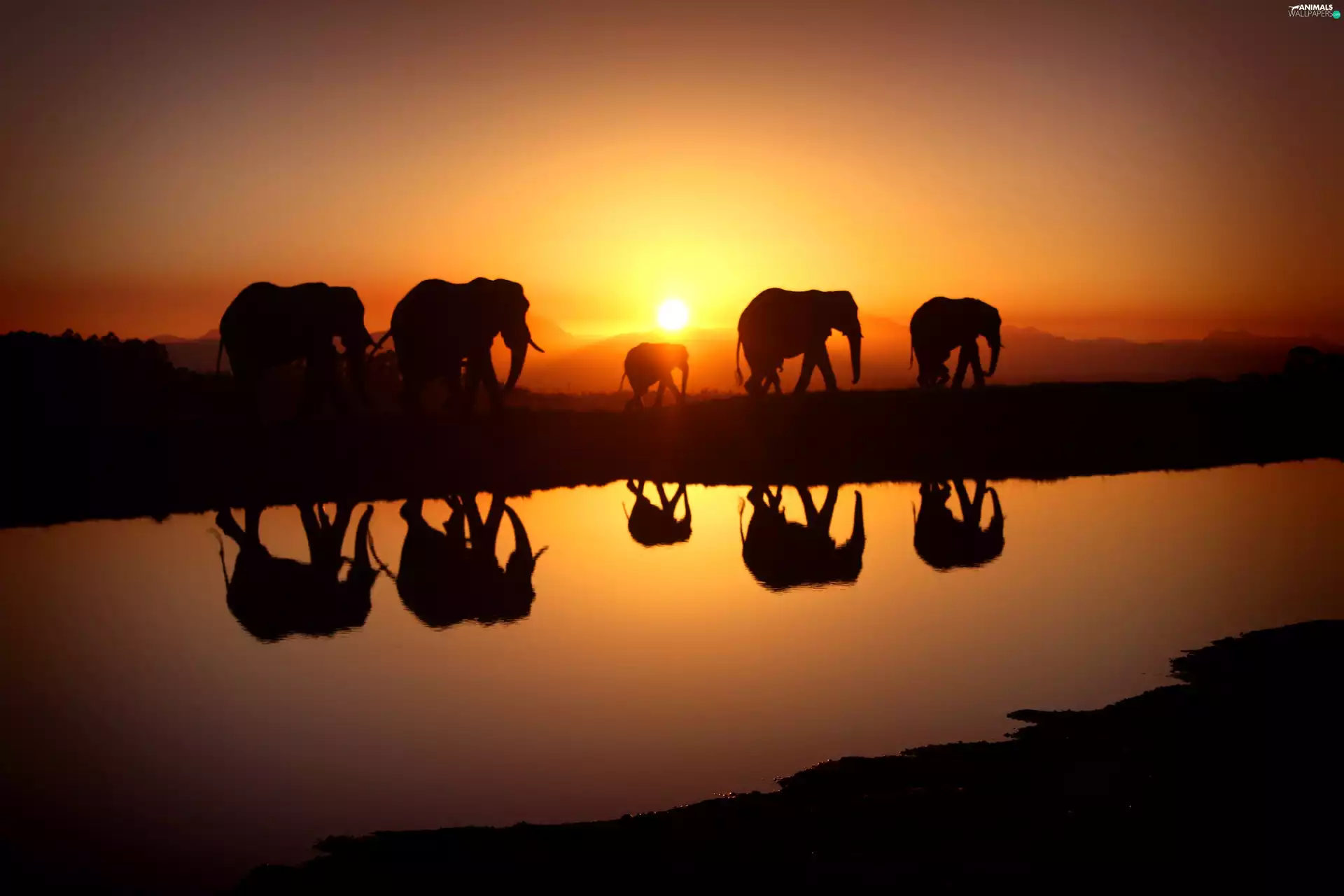 Great Sunsets, Elephants