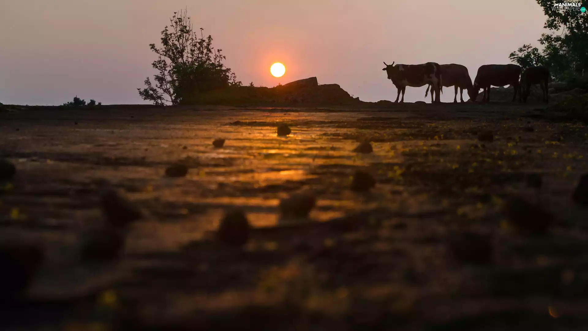 trees, viewes, Cows, Great Sunsets, Field