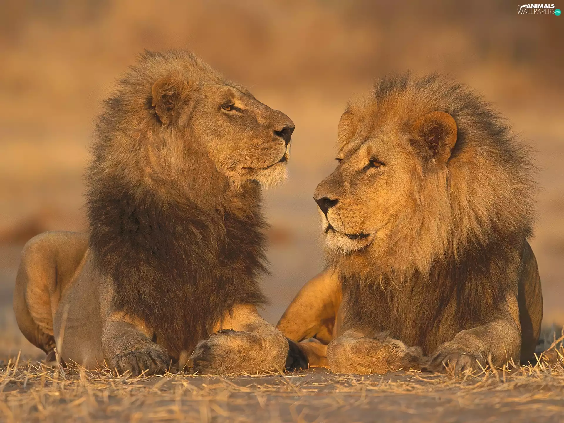 lions, Two cars, Great