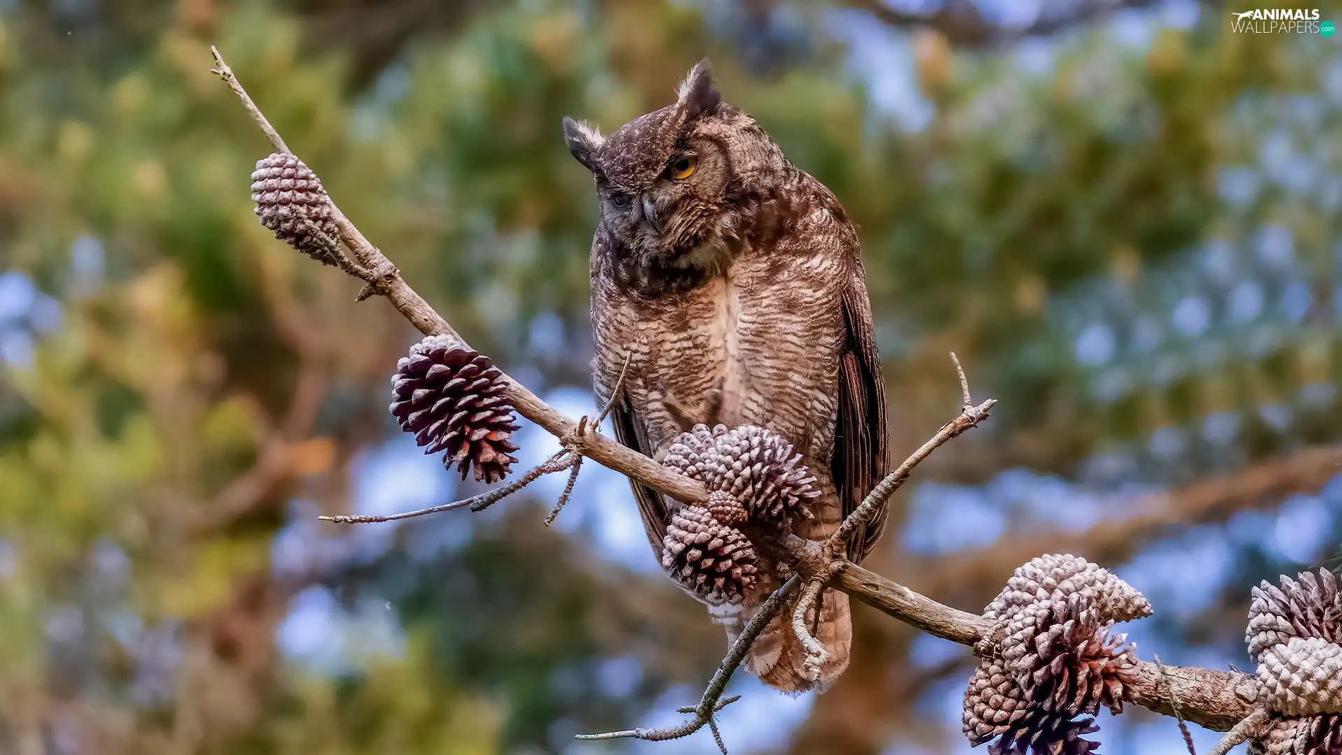 owl, twig, cones, Great Horned Owl
