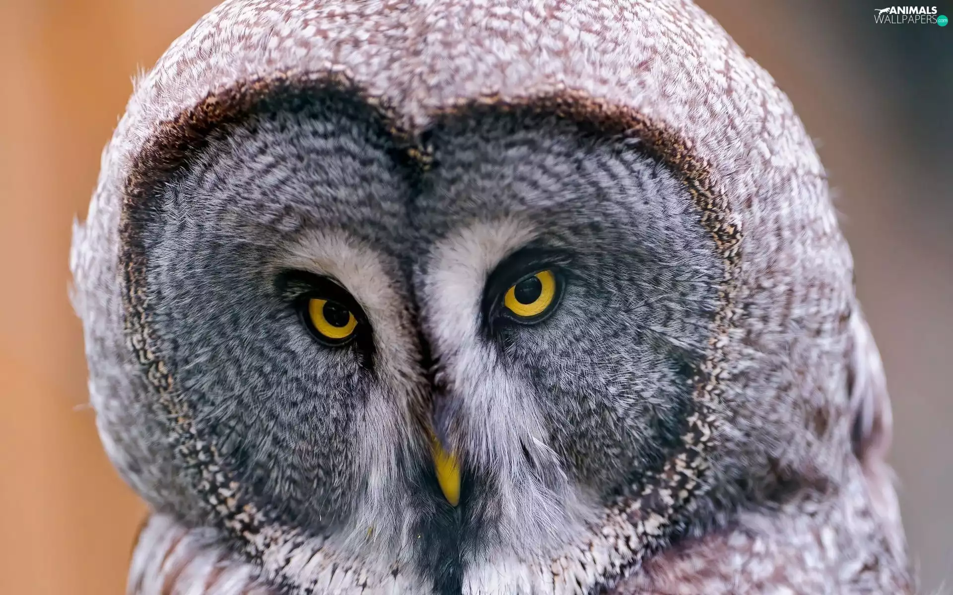 nose, Tawny owl great gray owl, Eyes