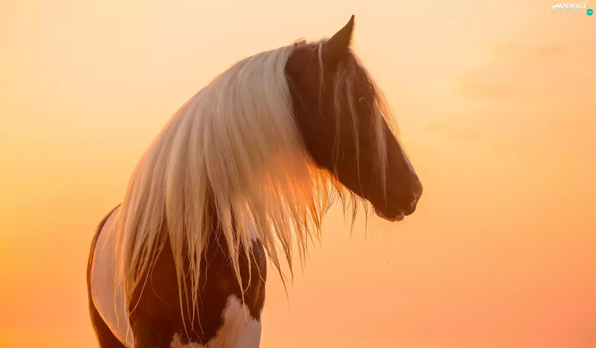 White, pinto, profile, Great Sunsets, mane, Horse