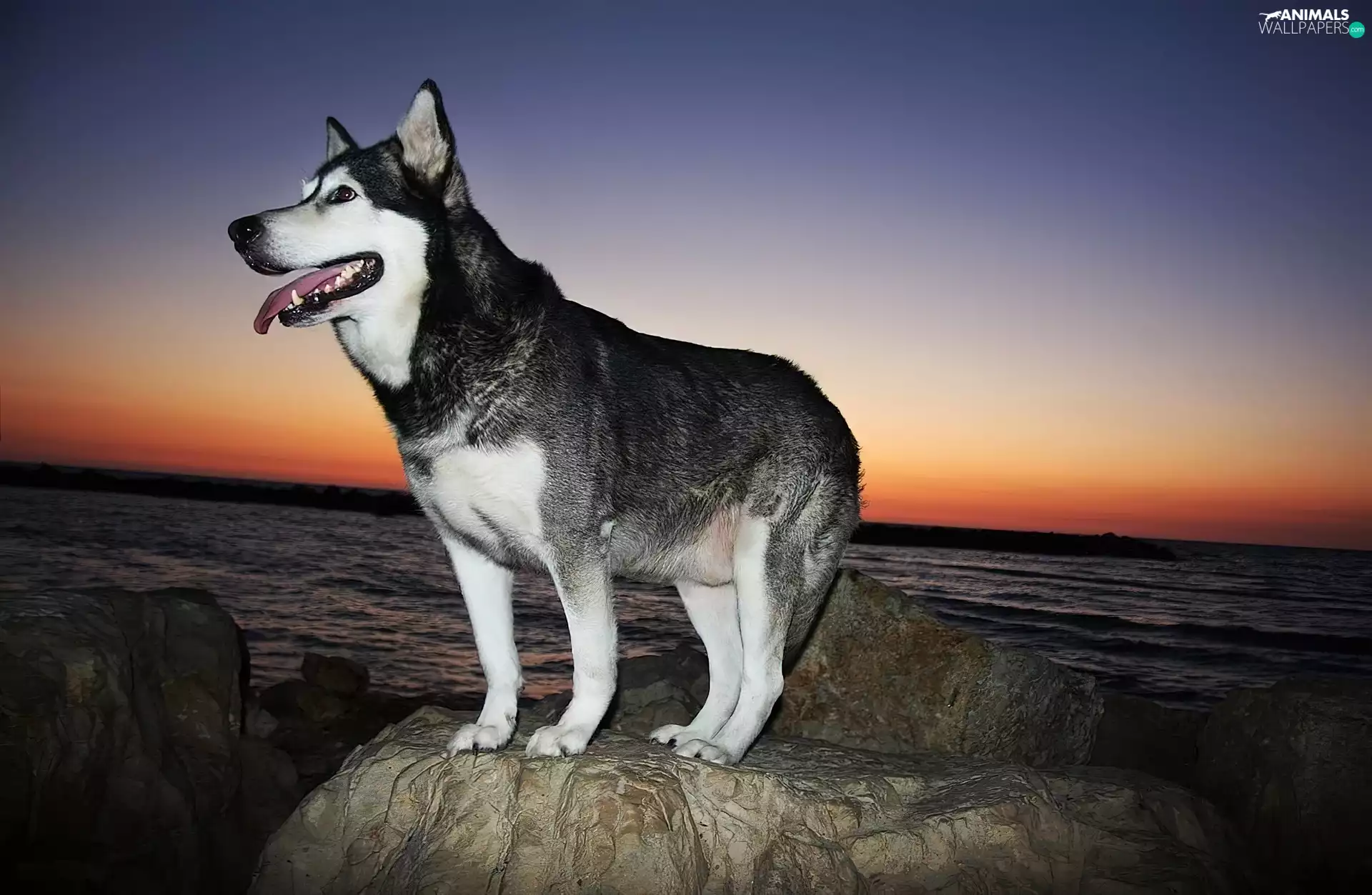 Siberian Husky, sea, Great Sunsets, Rocks