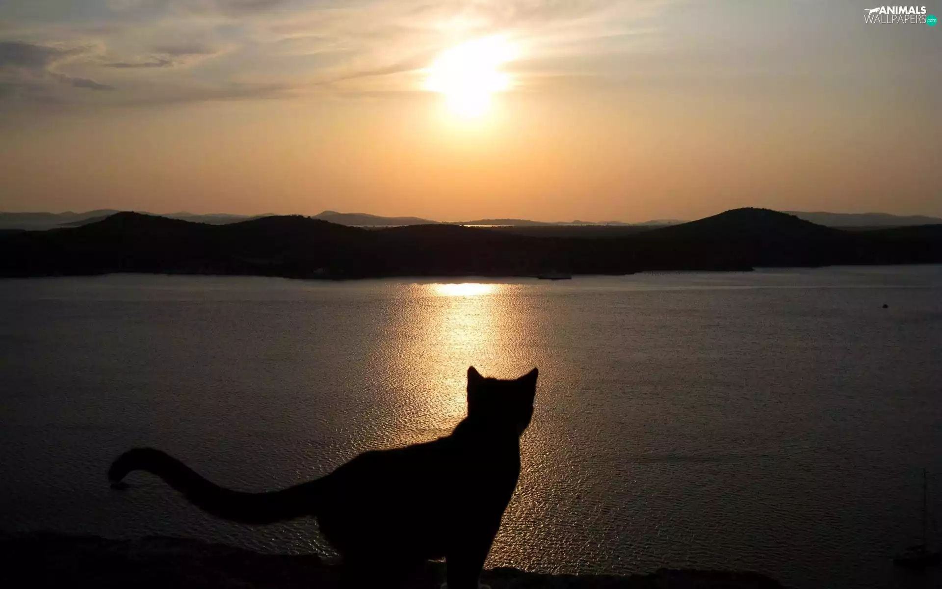 cat, Great Sunsets, Mountains, lake