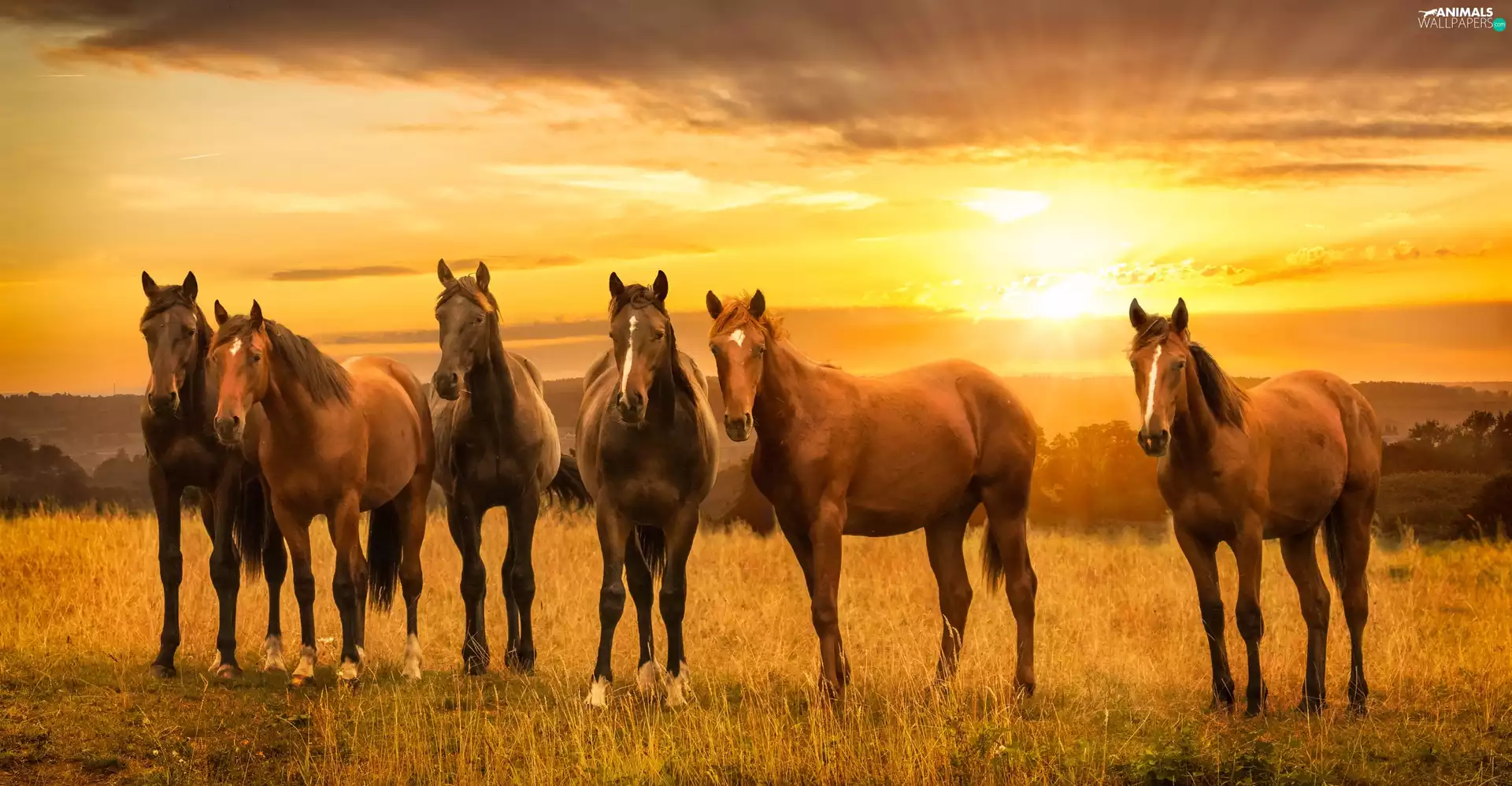 bloodstock, Great Sunsets, clouds, Meadow