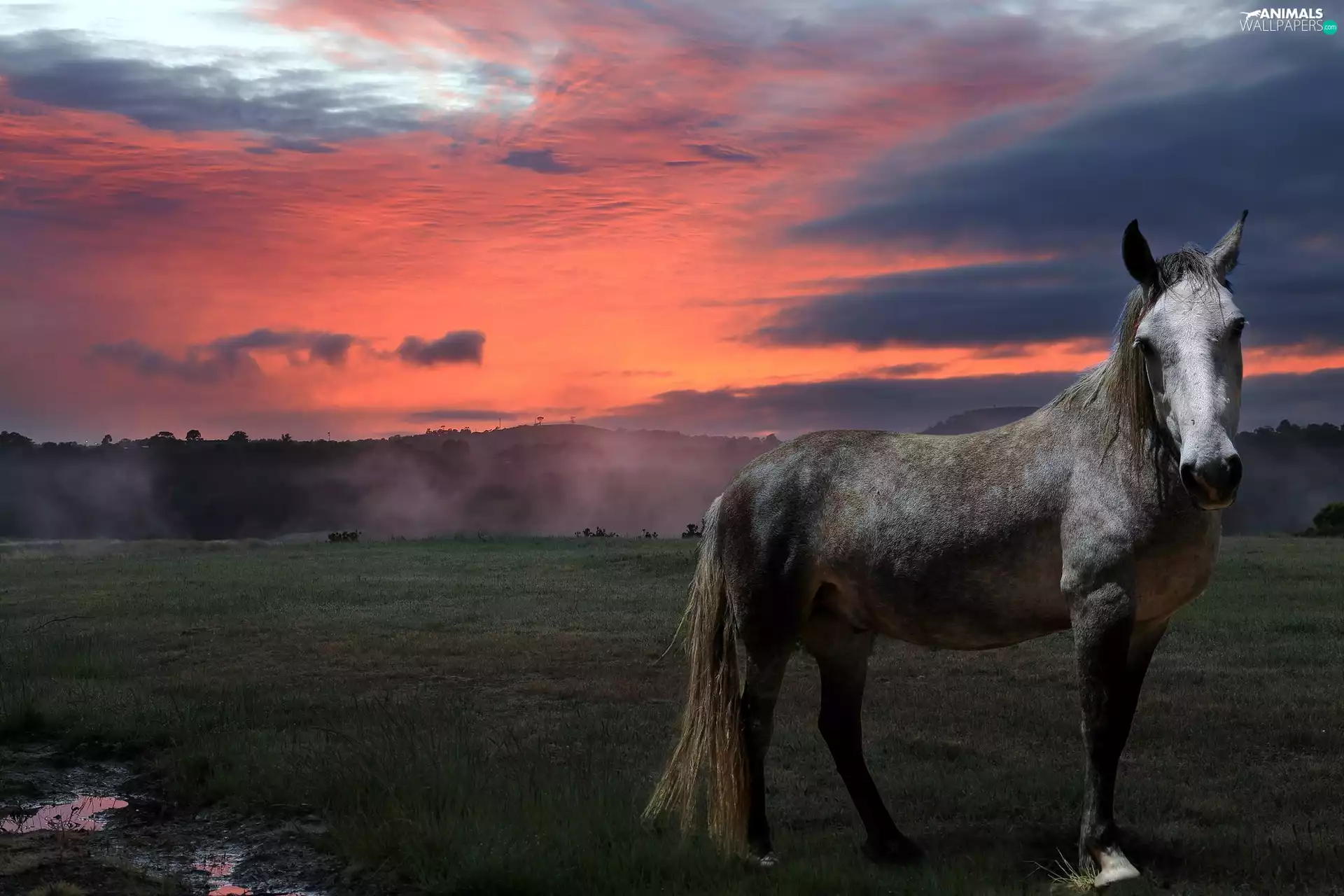 Horse, Great Sunsets, twilight, Meadow