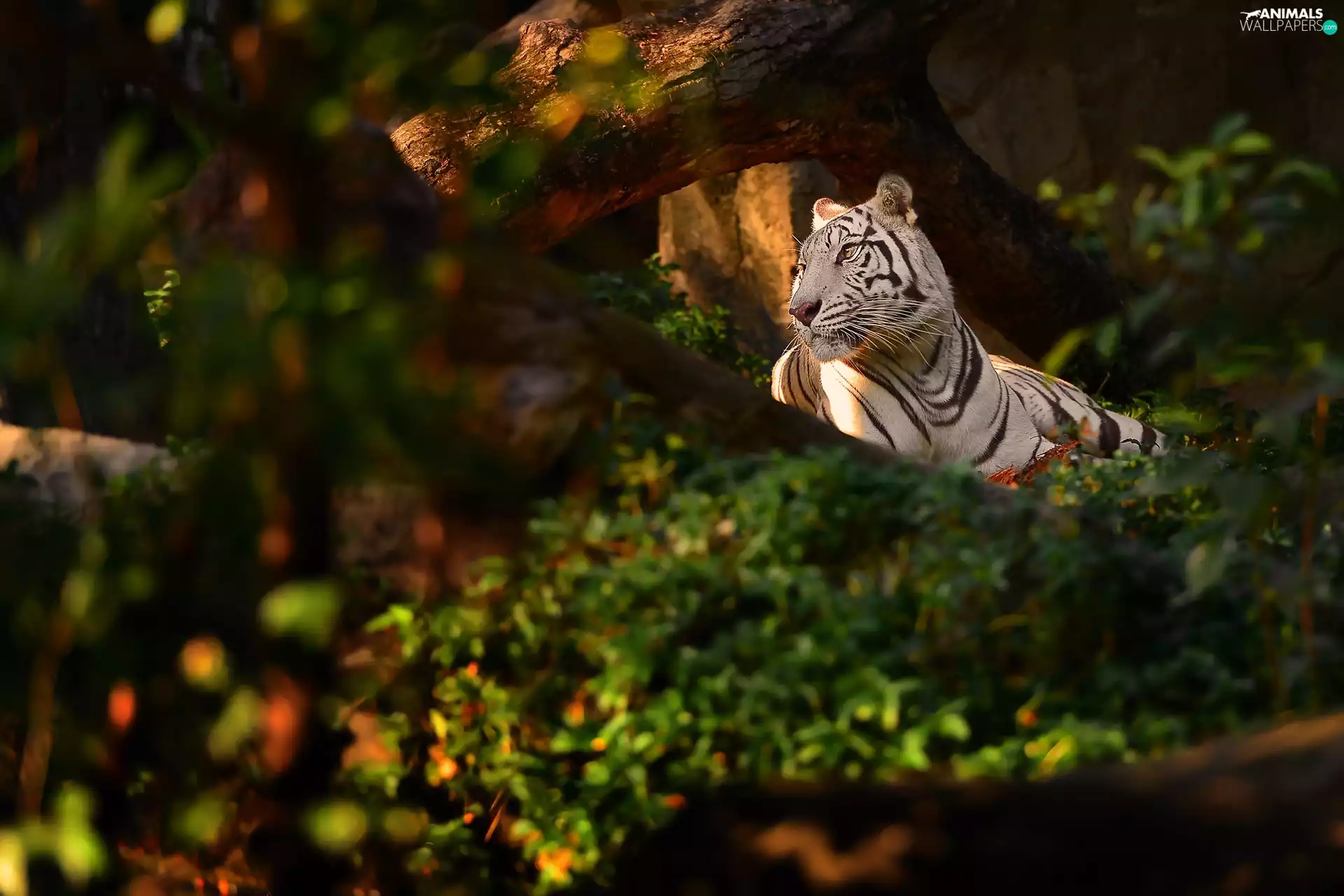 White, Great Sunsets, jungle, tiger