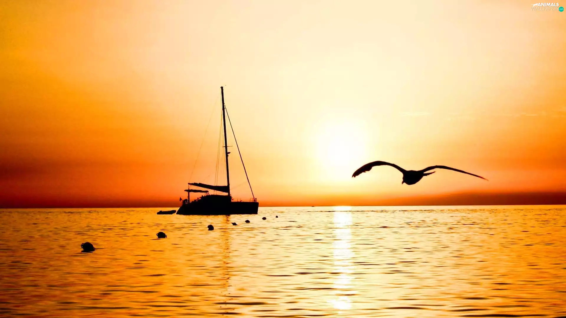 sea, Great Sunsets, Bird, Yacht
