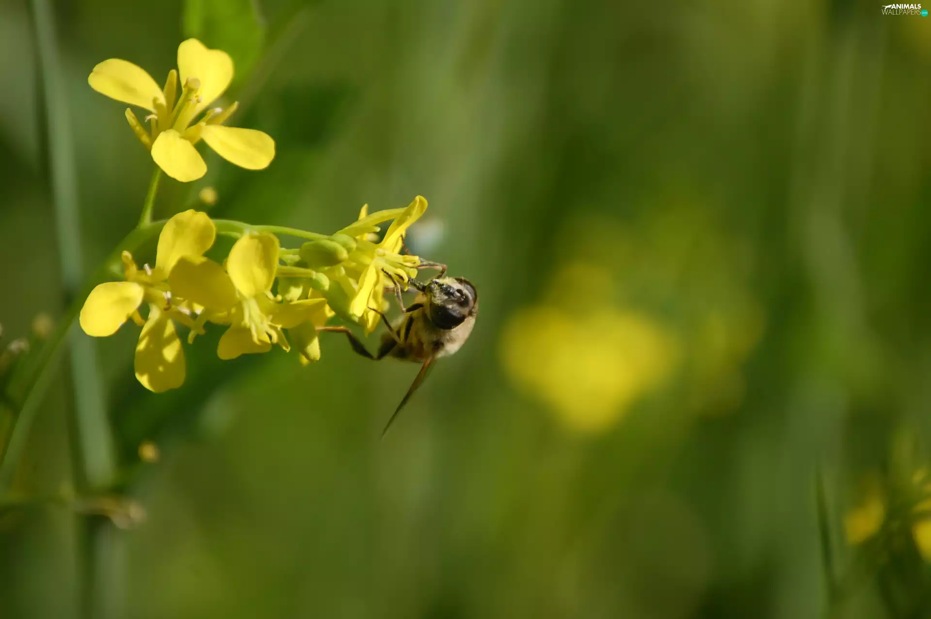 Greater Celandine, bee