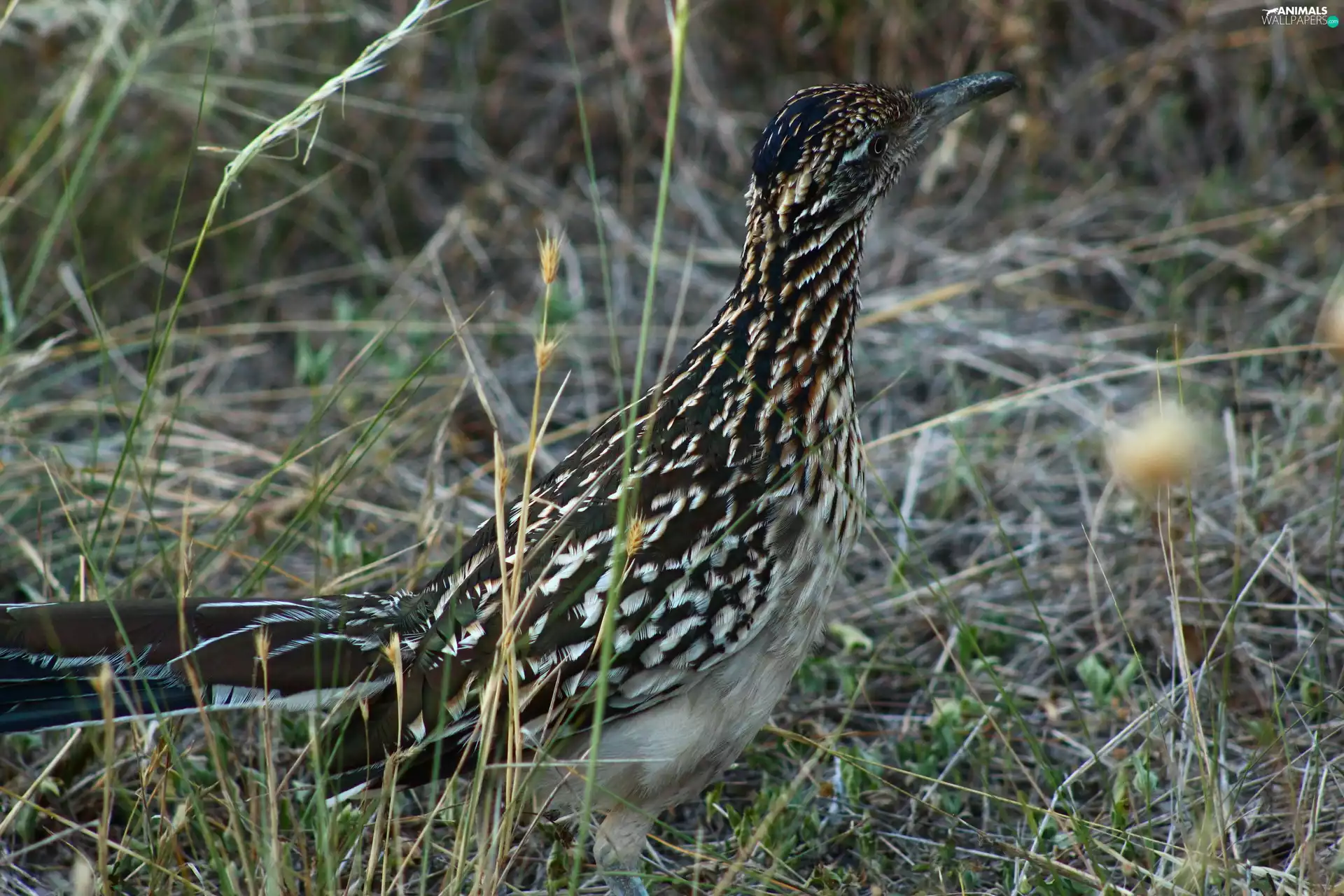 Greater Roadrunner