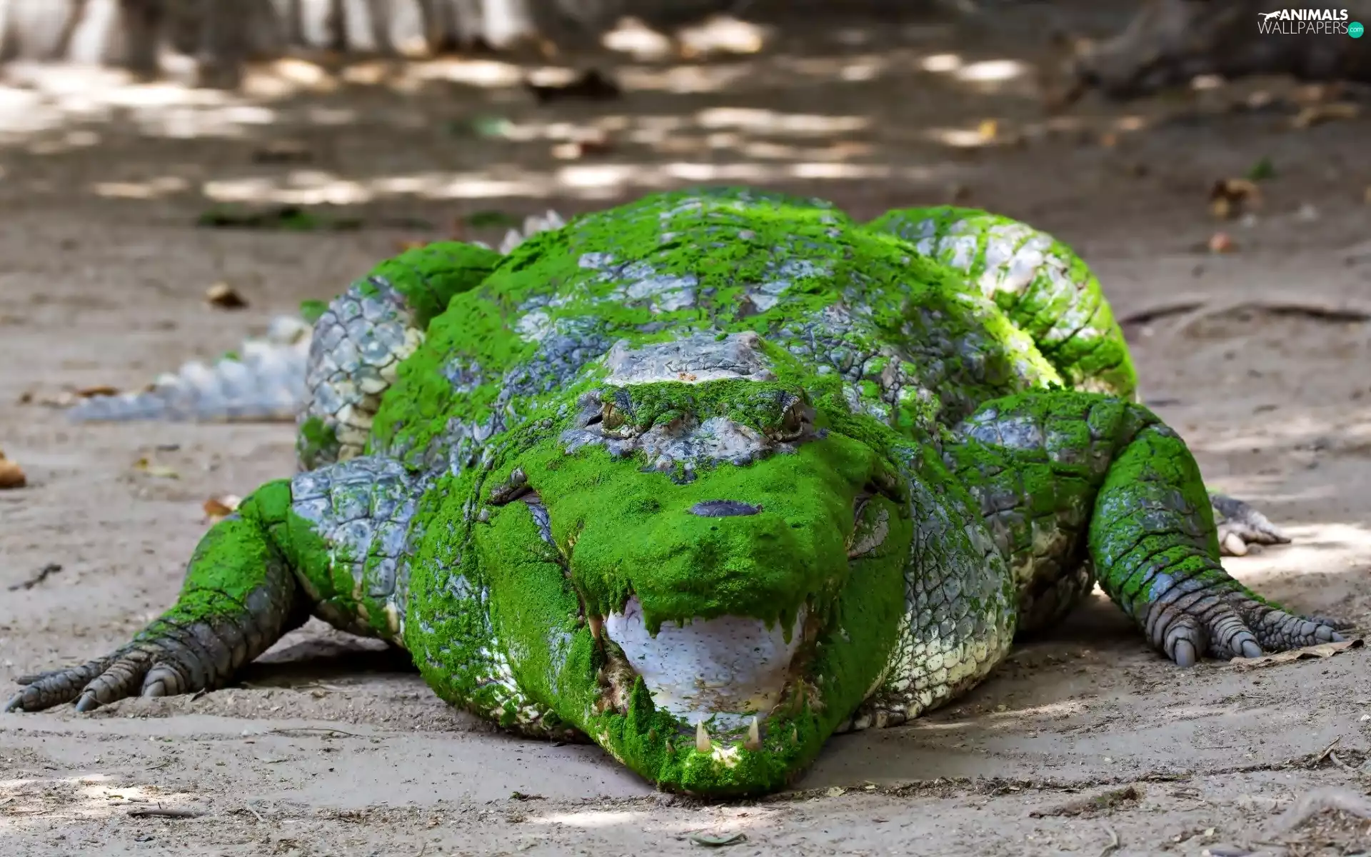 Green, Alligator