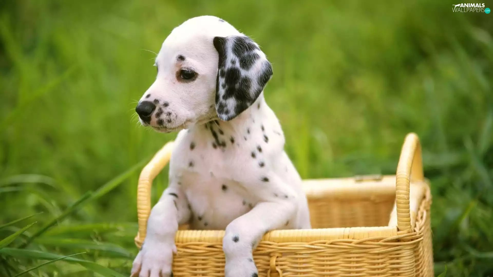 green, Puppy, basket