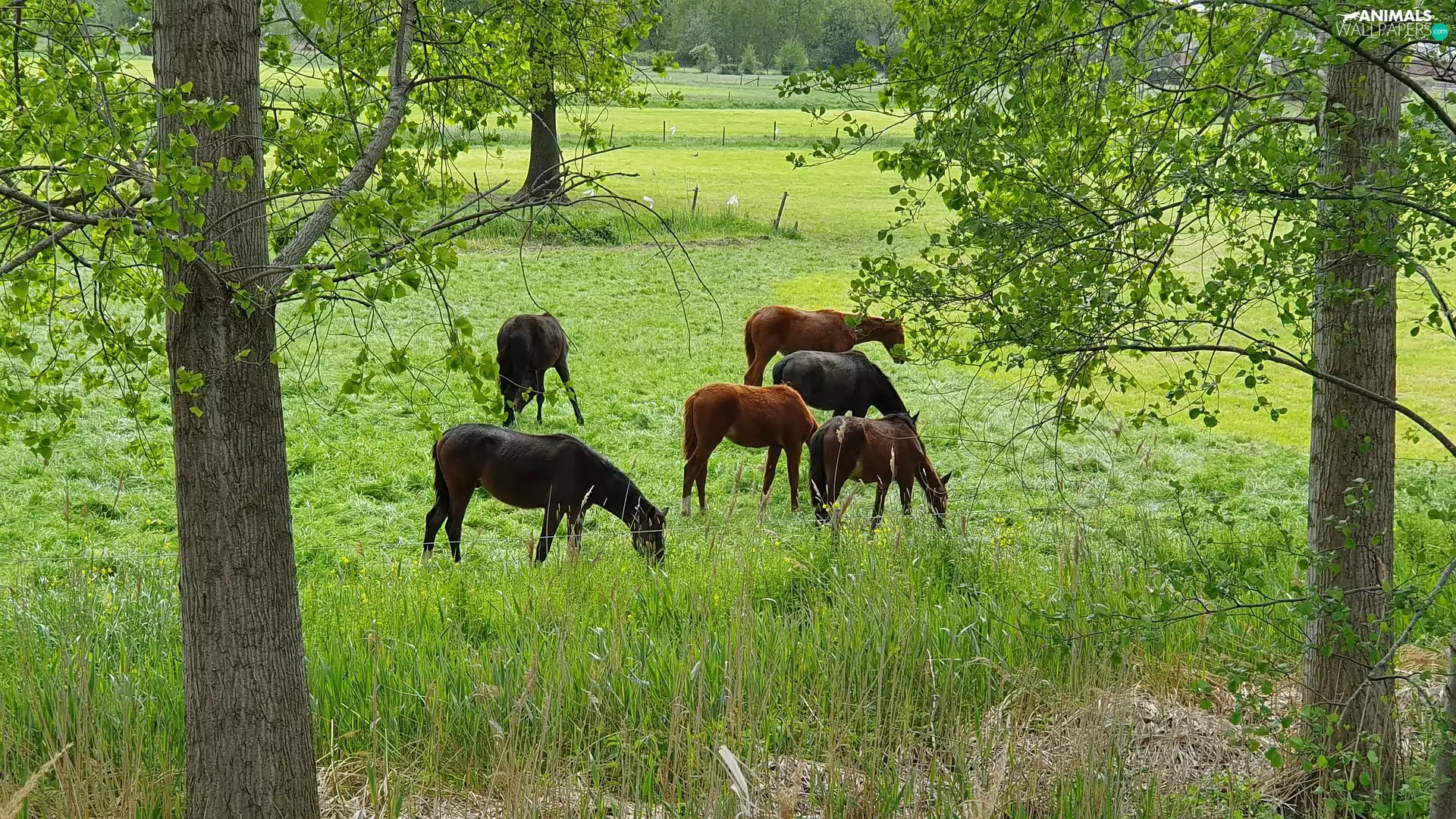 trees, viewes, pasture, green ones, bloodstock