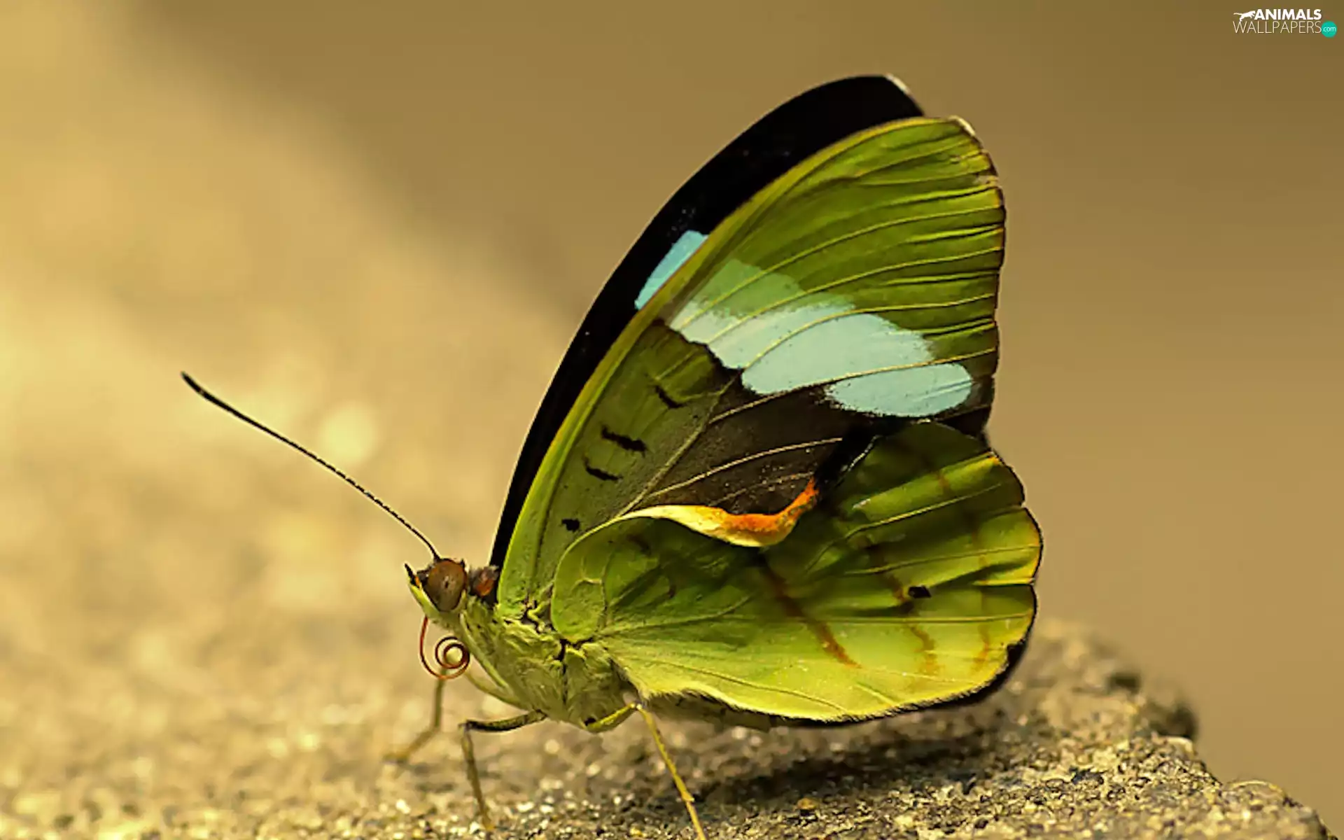 Green, butterfly