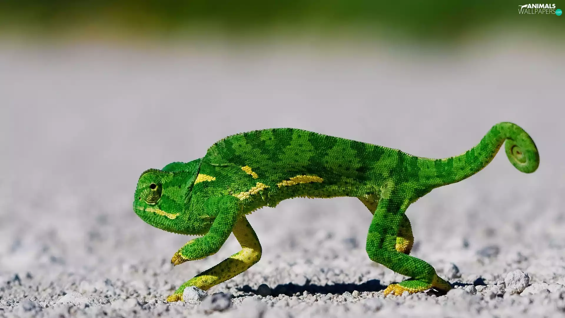 Green, Cameleon