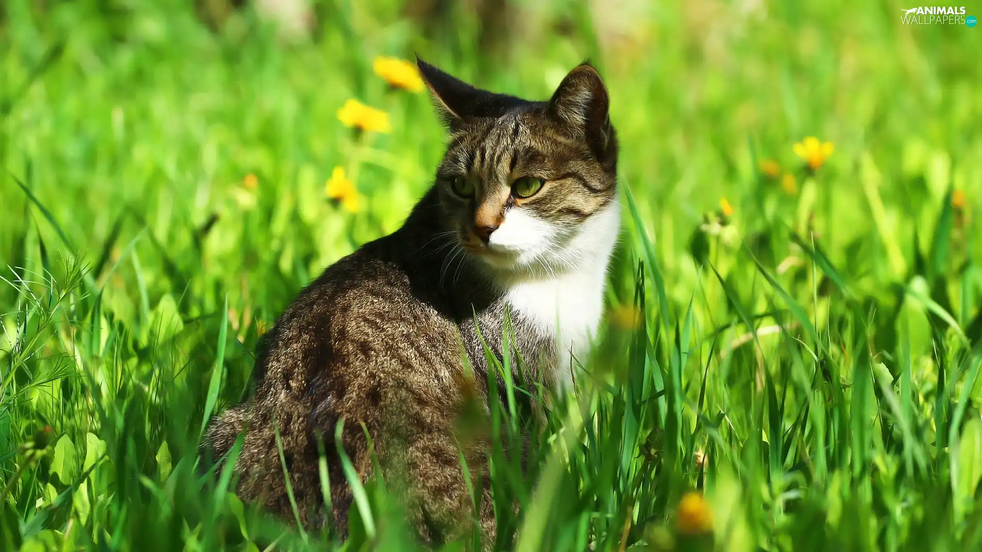 cat, sun, green, grass