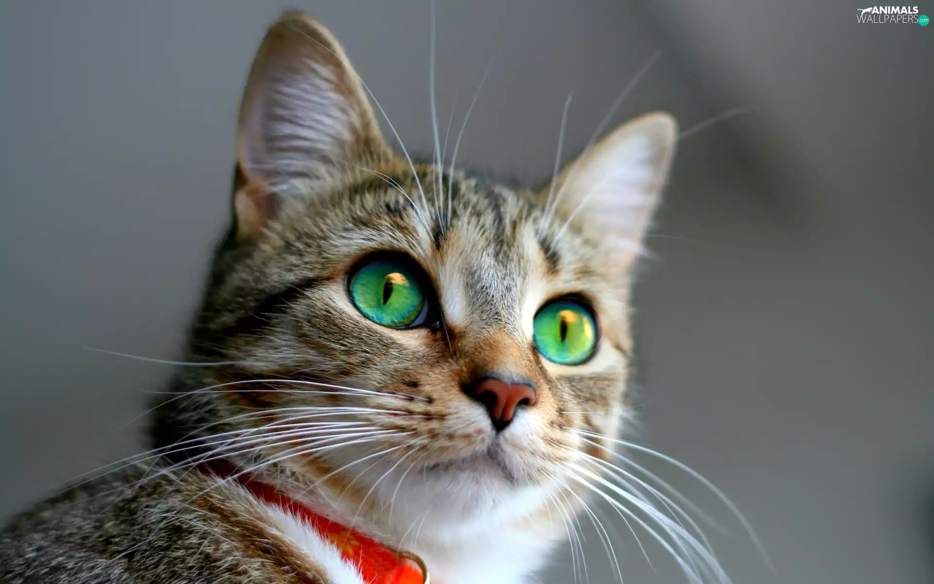 green ones, Gray, red hot, dog-collar, Eyes, cat