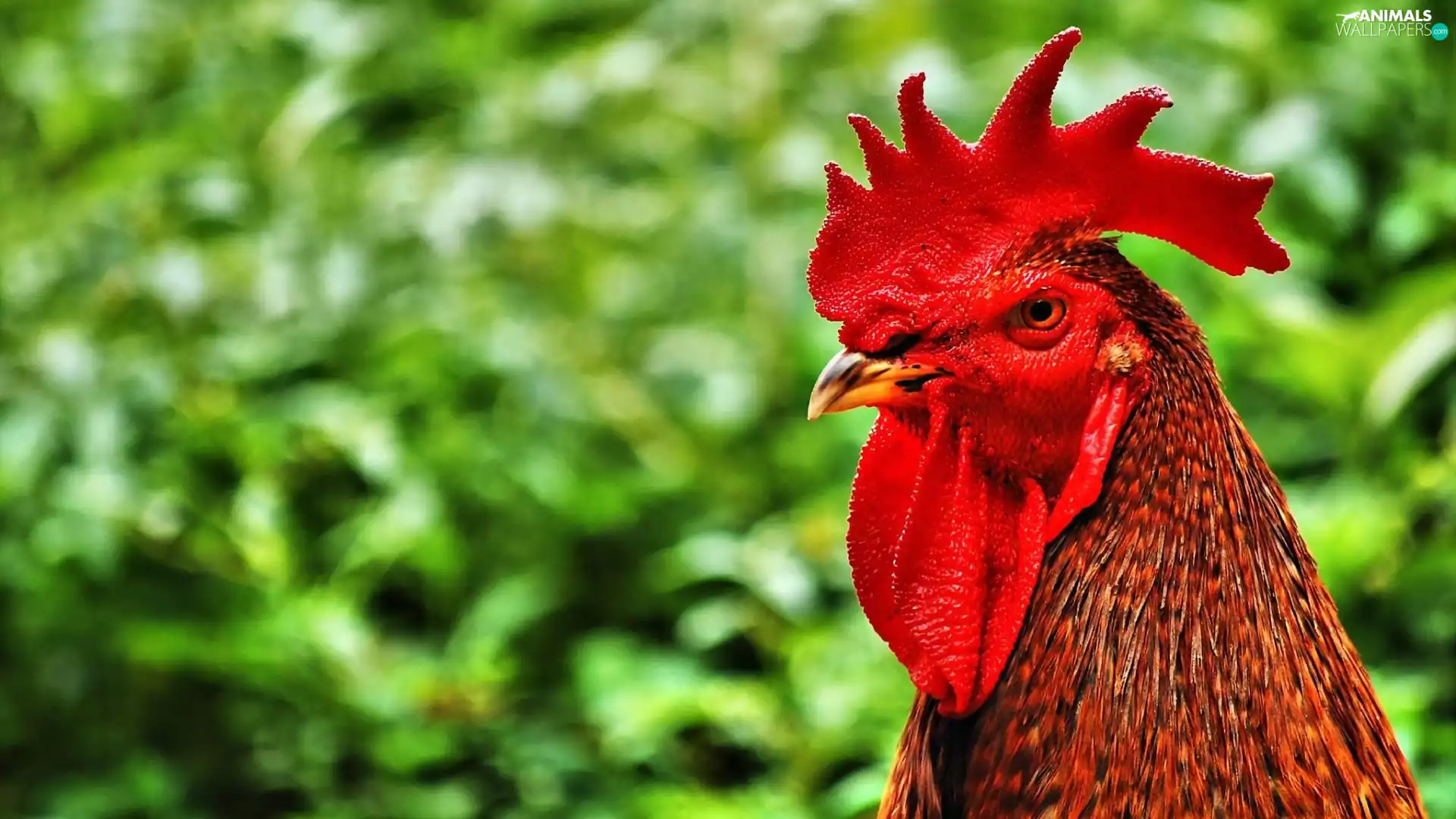 green, rooster, comb