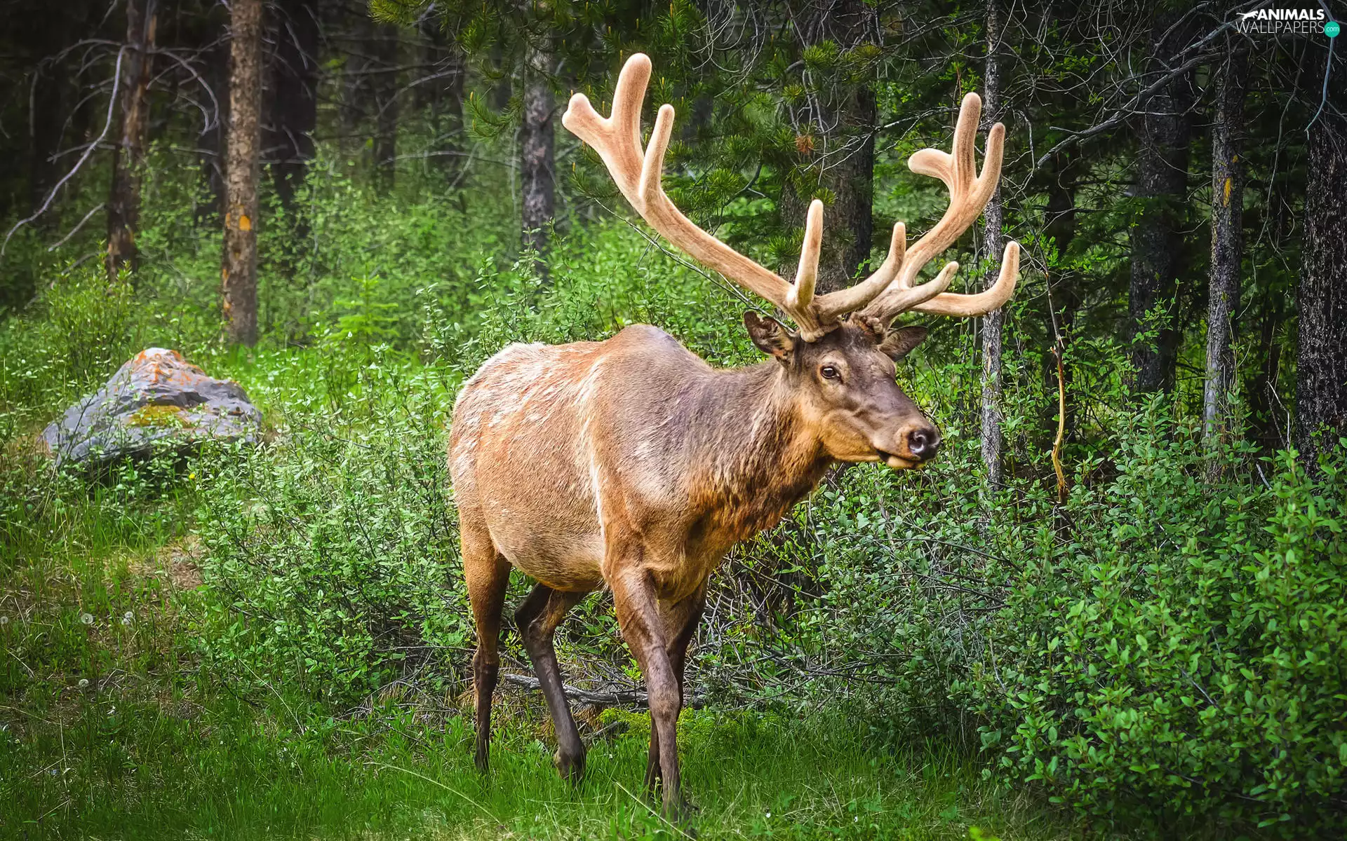 antlers, forest, viewes, green, trees, deer