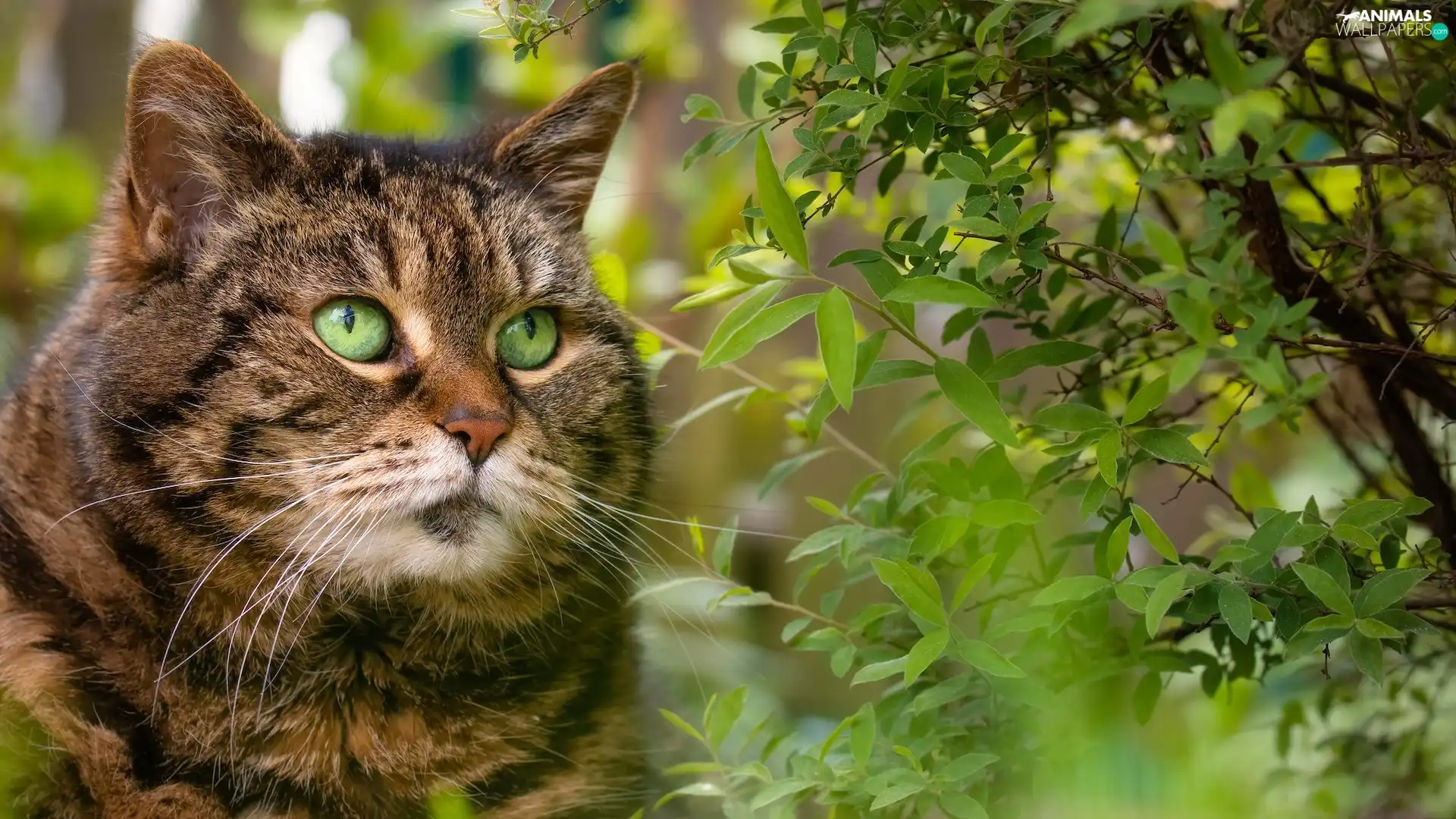 cat, Green-eyed, Plants, dun