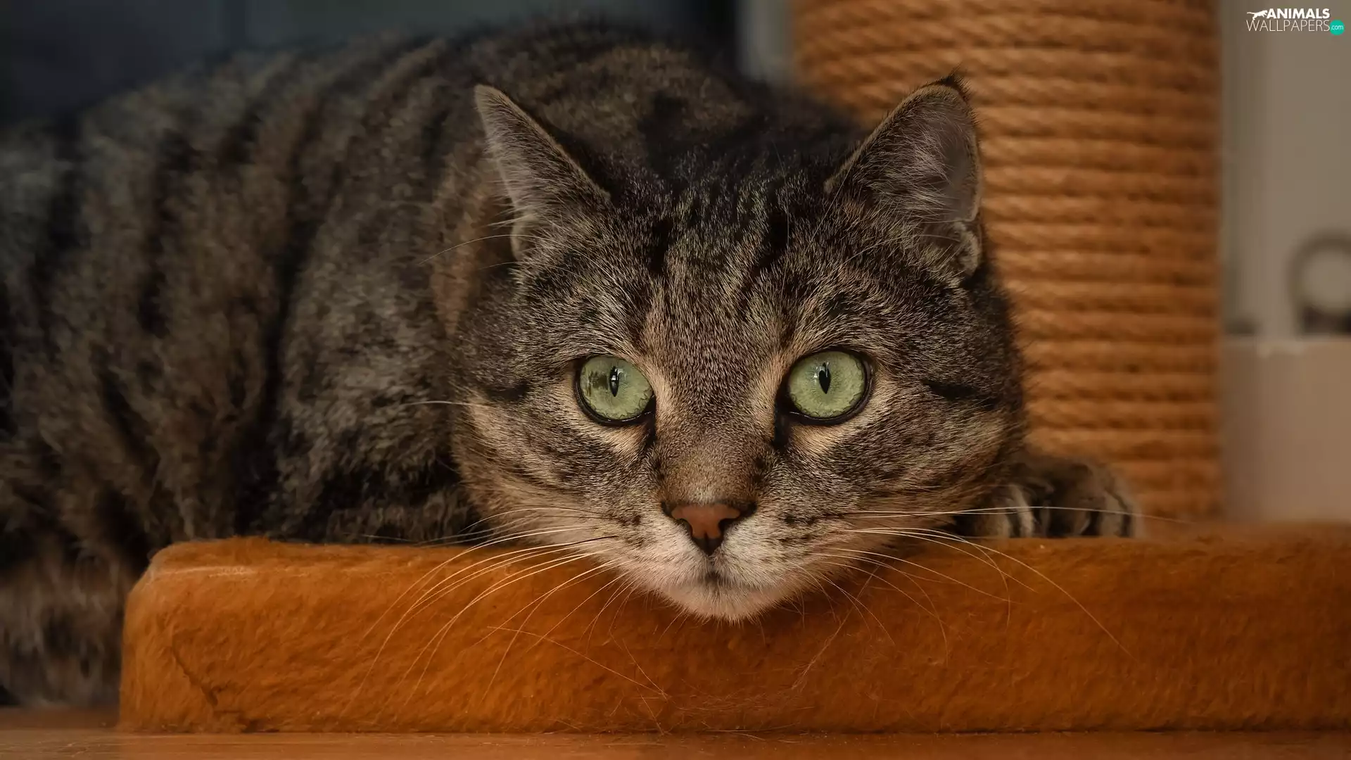 Scratching, Green-eyed, cat, Grey
