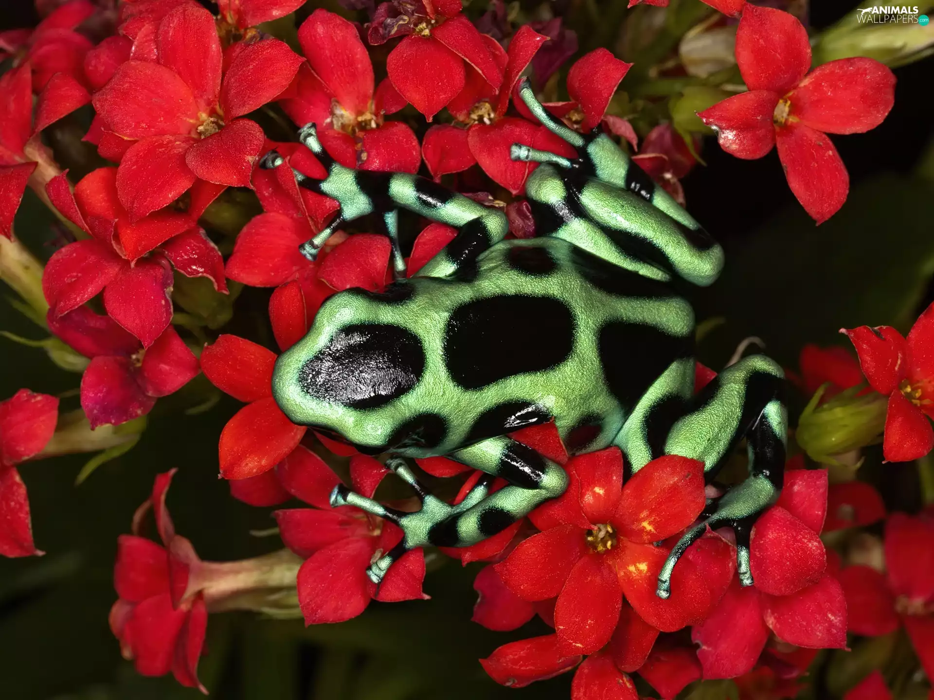 Red, Colourfull Flowers, green, black, strange frog