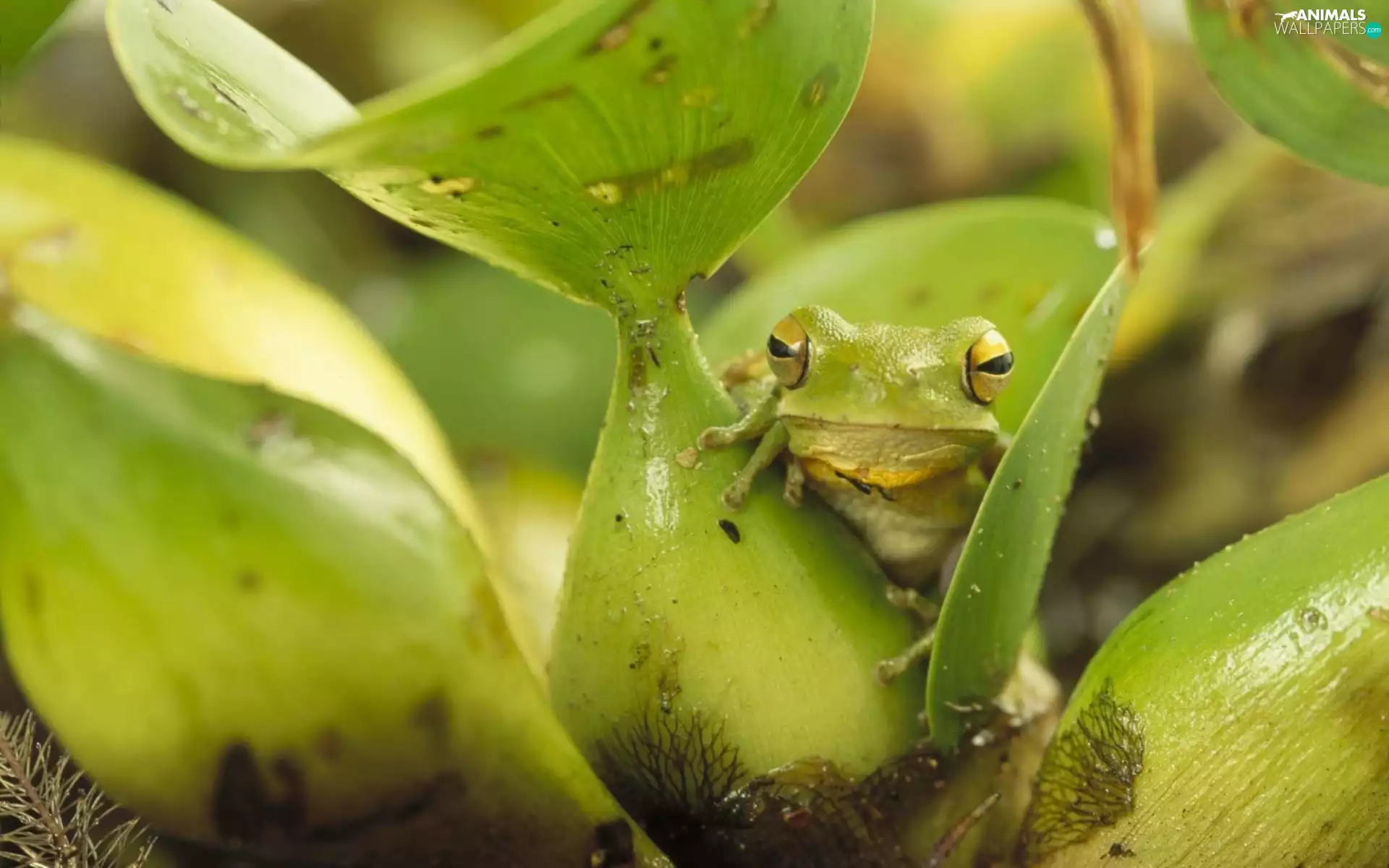 frog, Leaf, camouflage, Green