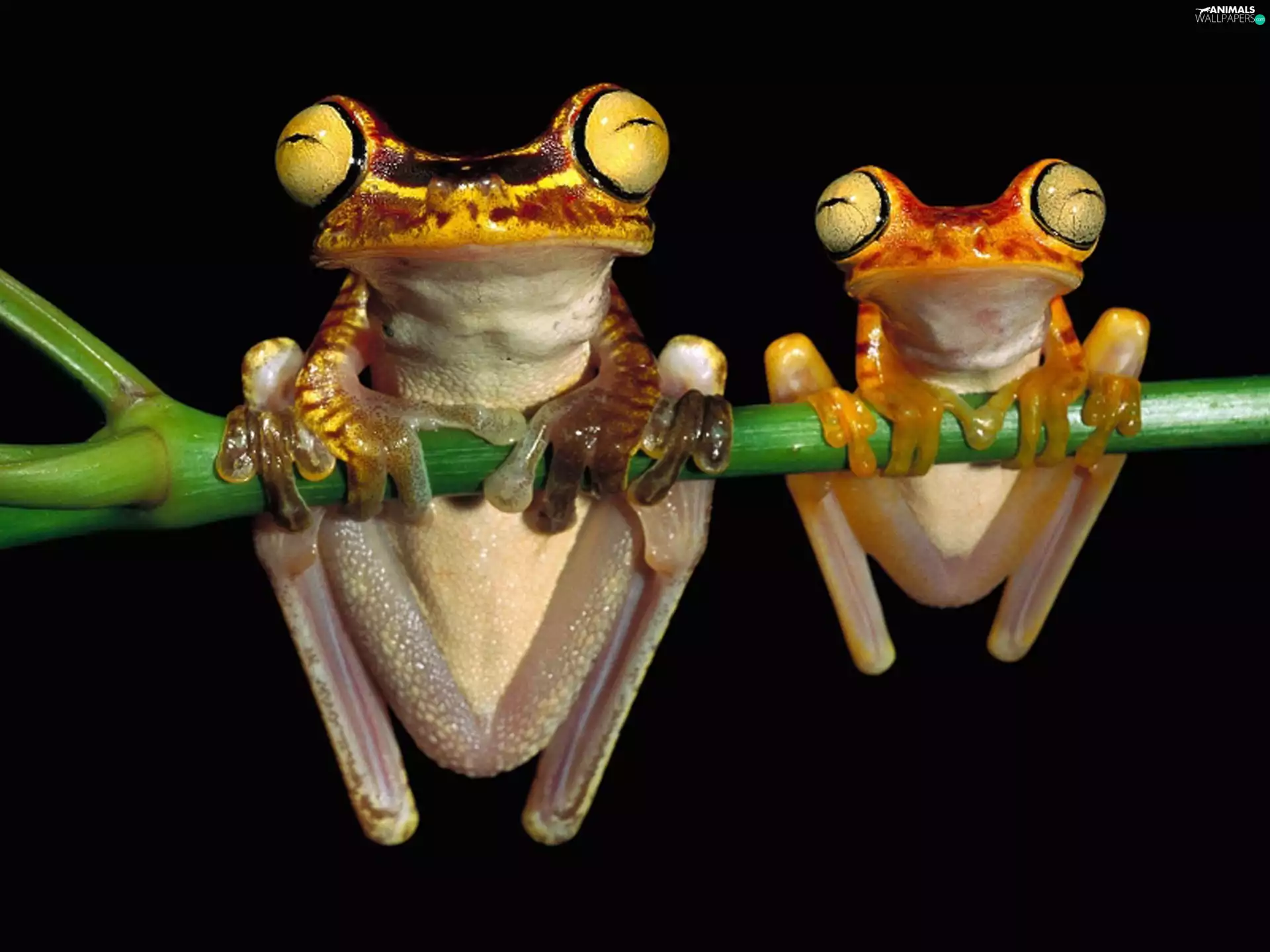 frog, strange frog, Green