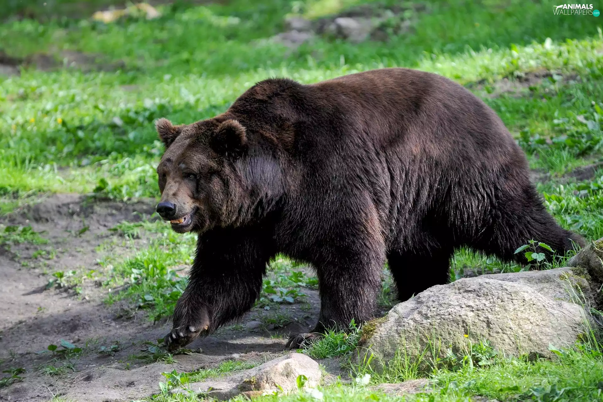 grass, Brown bear, Green