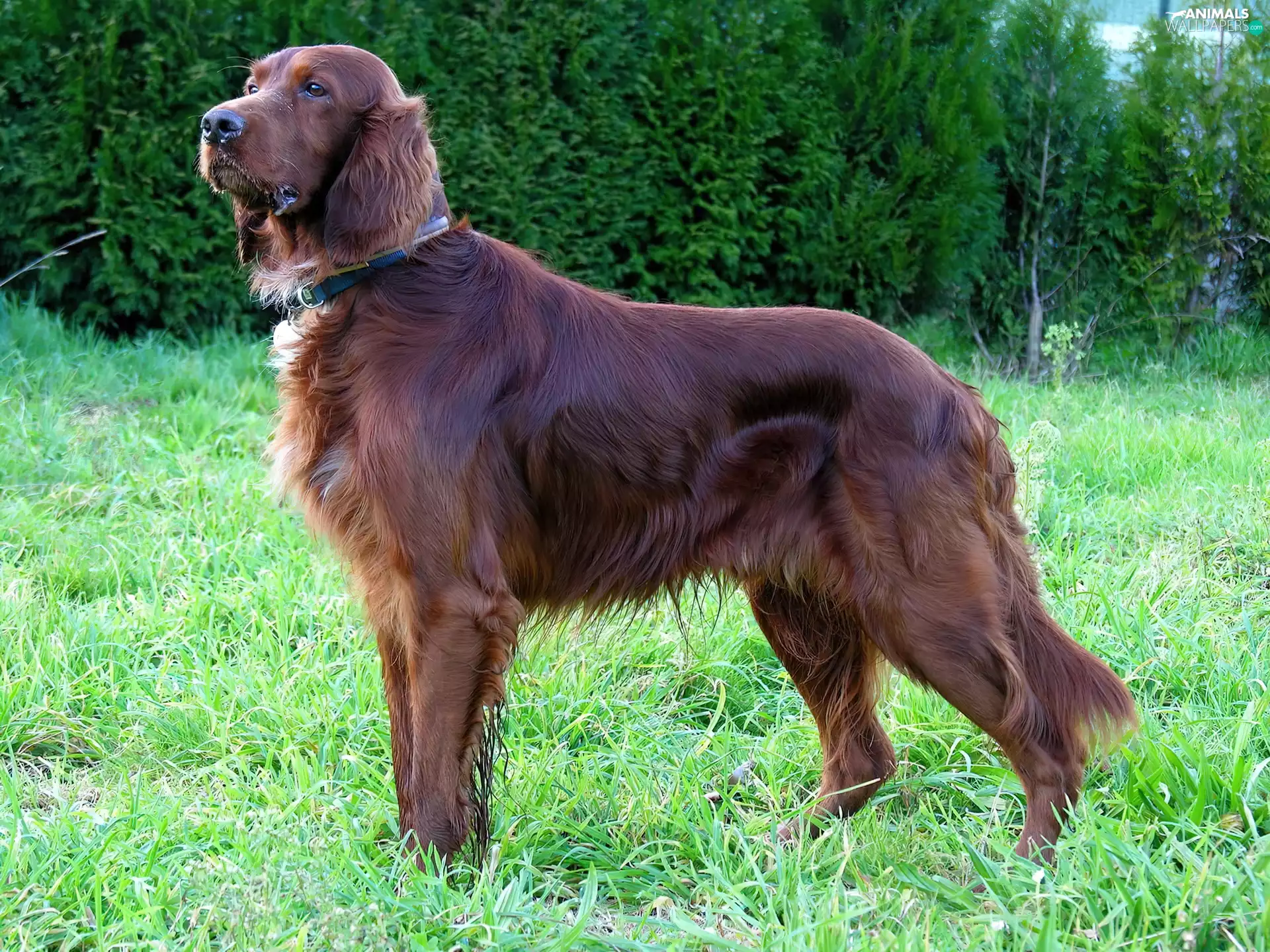 Brown, Green, grass, Irish Setter
